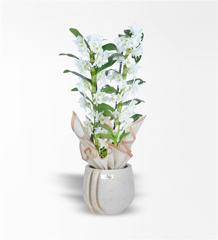 Taş Saksıda 2 Dallı Bambu Orkide - Dendrobium Orkide